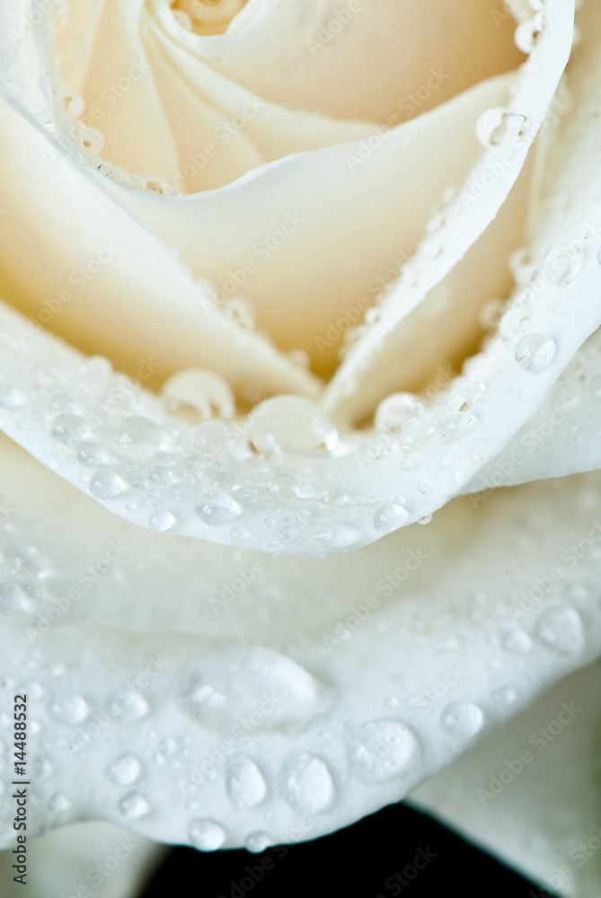 Fototapeta premium rose