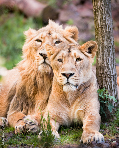 Fototapeta Naklejka Na Ścianę i Meble -  lion couple