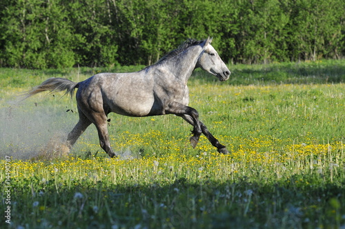 white (gray) Horse run on on a meadow