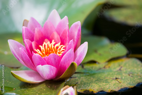 Fototapeta Naklejka Na Ścianę i Meble -  water lilly