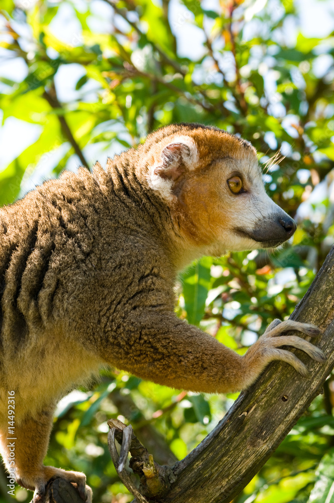 Fototapeta premium Monkey at a tree