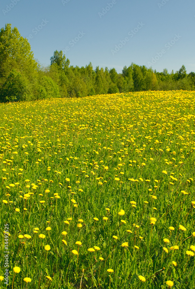 Obraz premium dandelion field and blue sky