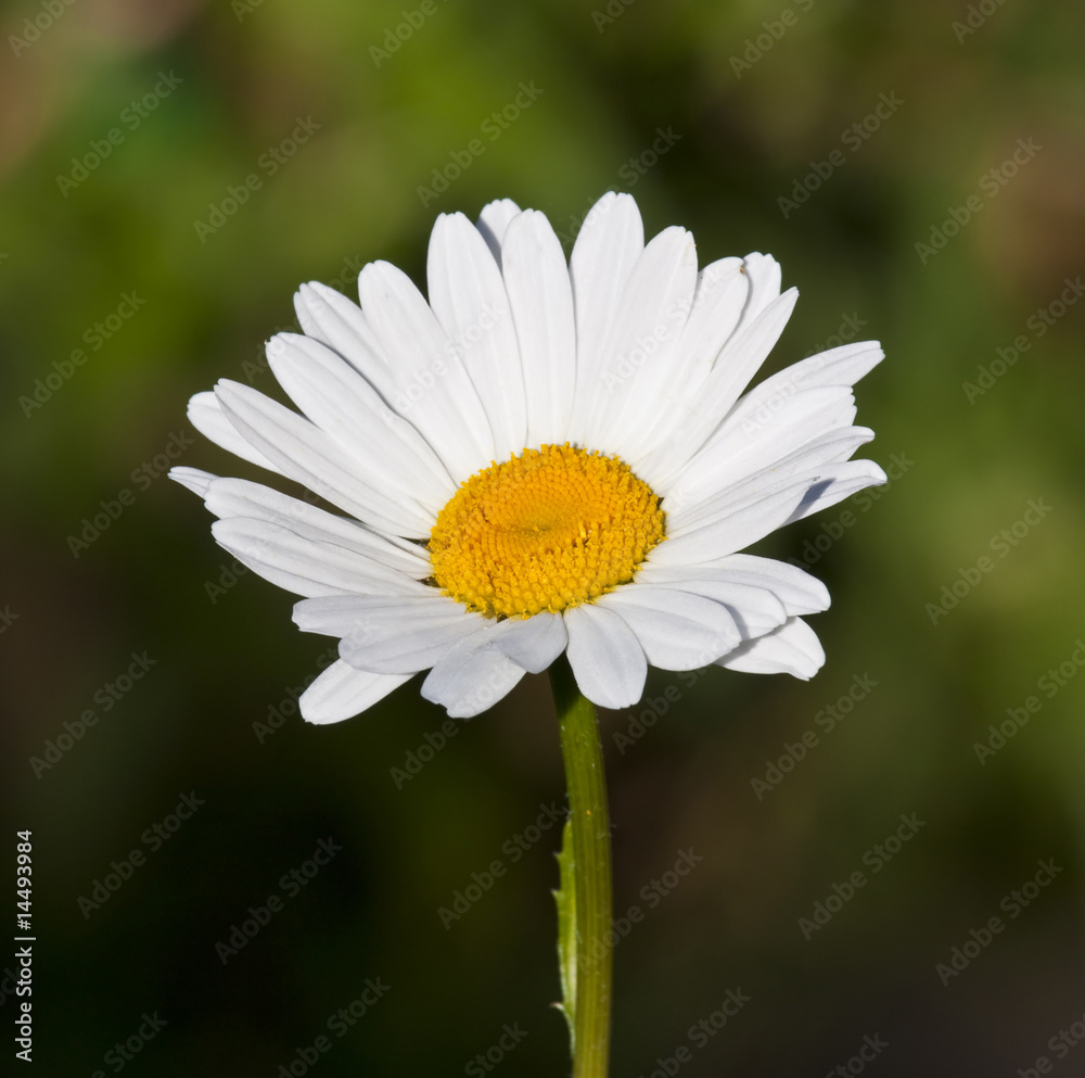 Fototapeta premium close up of daisy