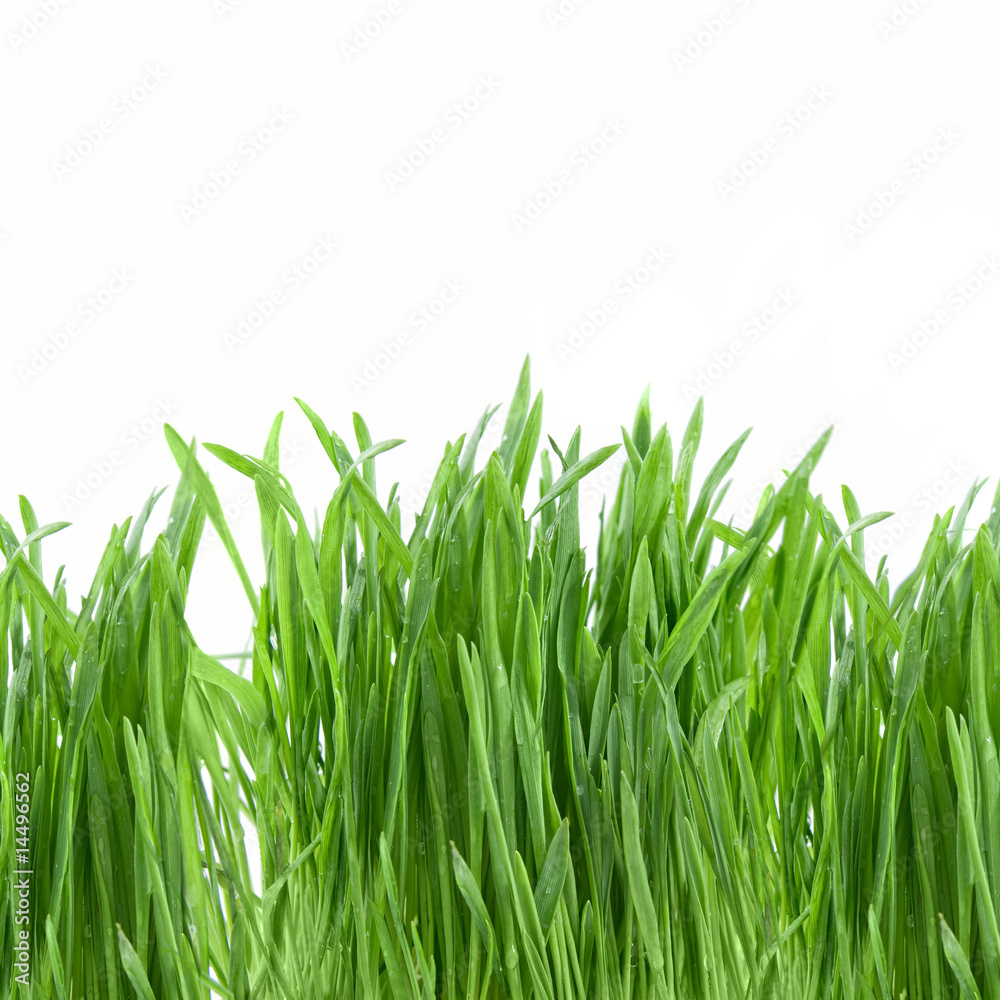 close-up green grass isolated on white close-up green grass isolated on white
