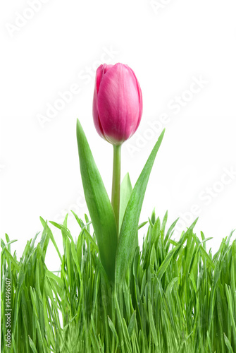 Fototapeta Naklejka Na Ścianę i Meble -  purple tulip and green grass isolated on white