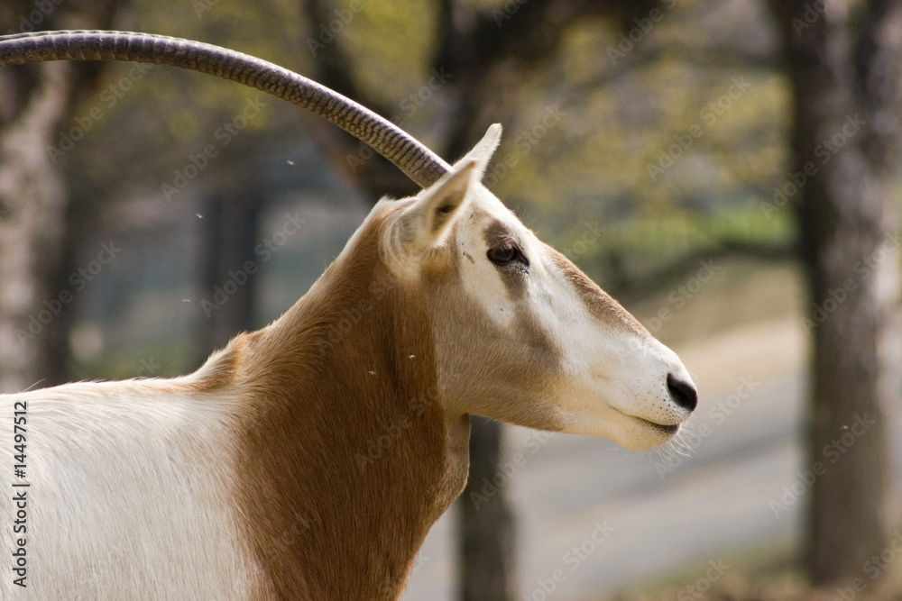 Fototapeta premium animale