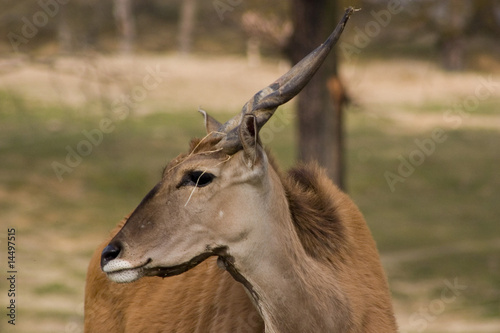 animale photo