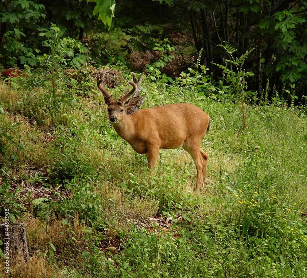 Young male black-tailed deer