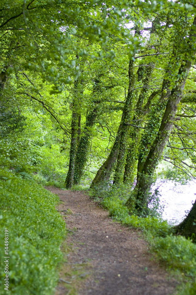 Fototapeta premium a way between trees in brittany