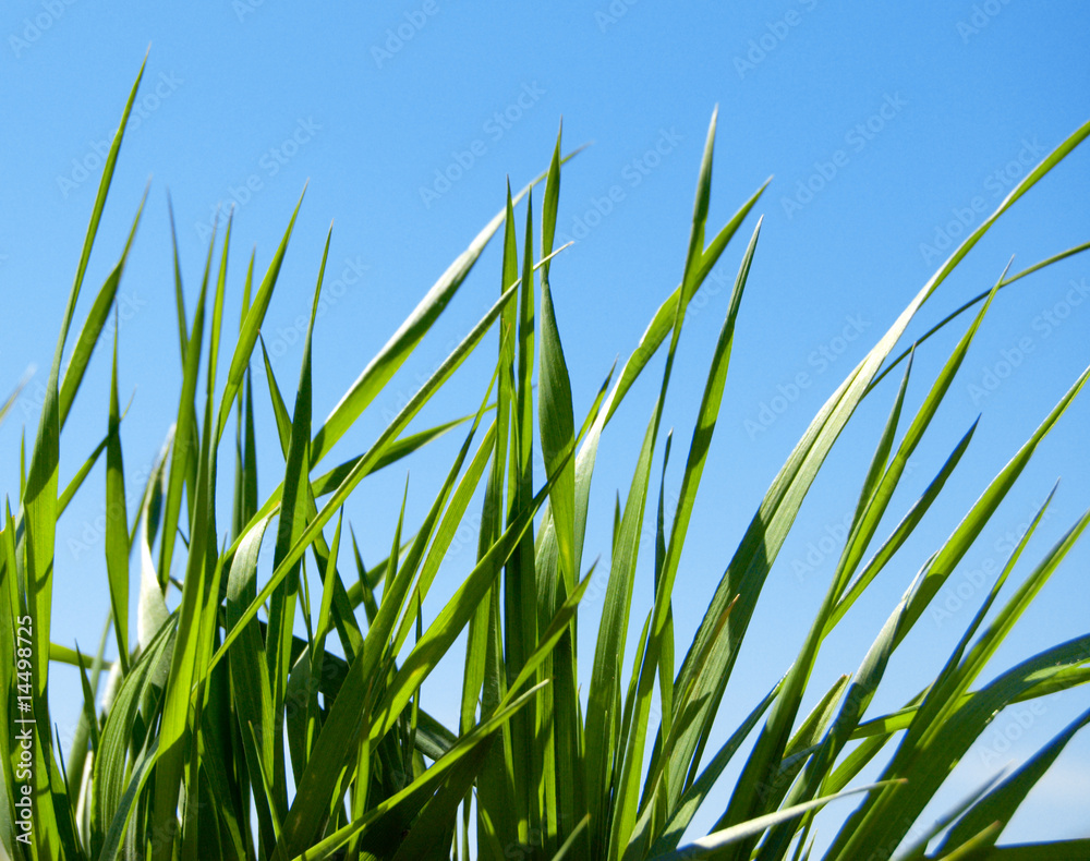Fototapeta premium grass and sky