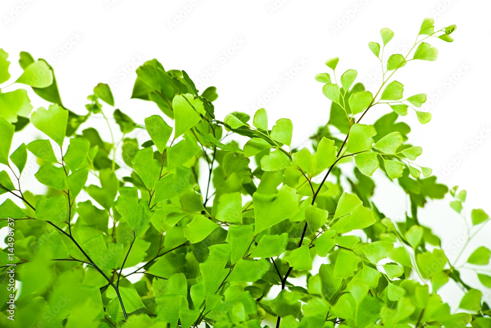 Leaves Leaves