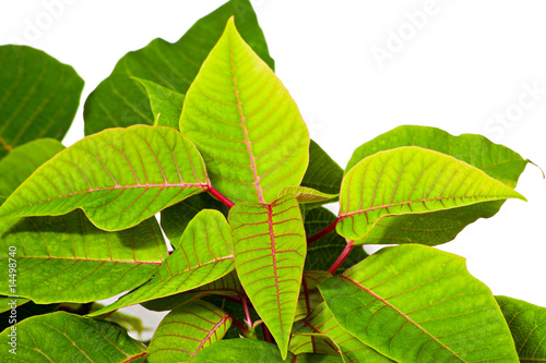 Wallpaper Mural Grow Torontodigital.ca