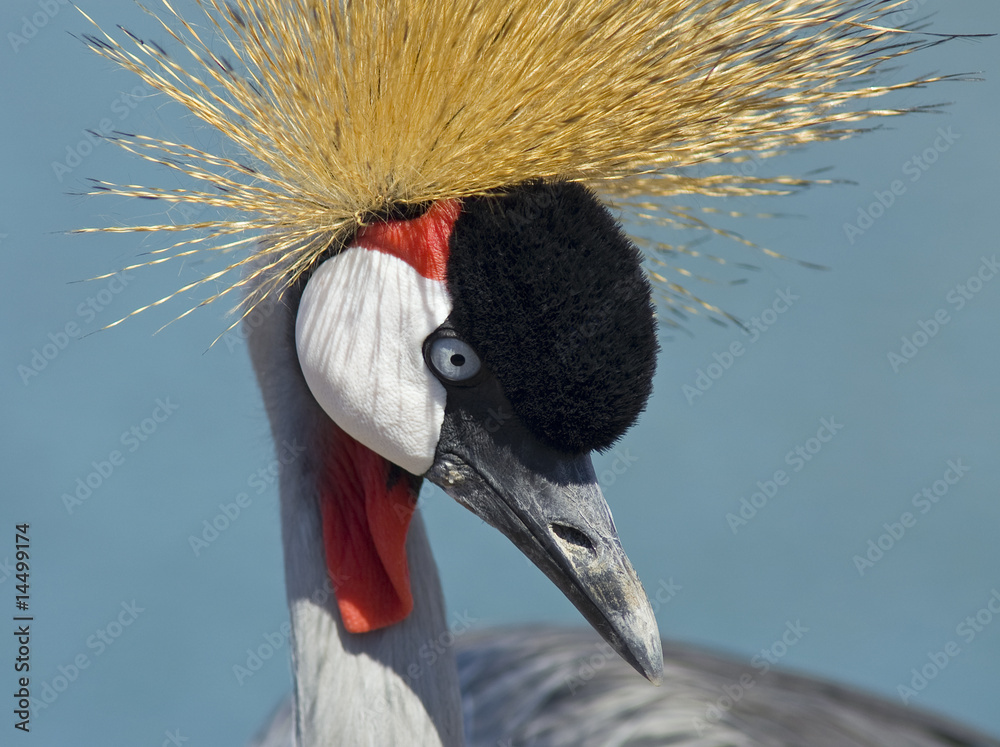 Fototapeta premium African crowned crane