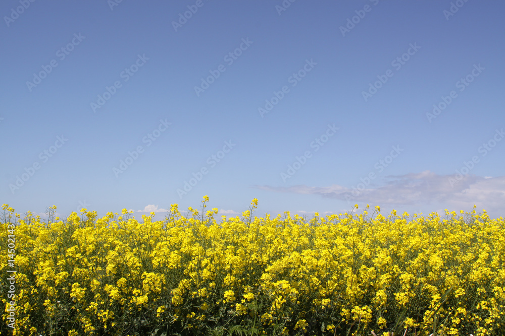 Rape-seed