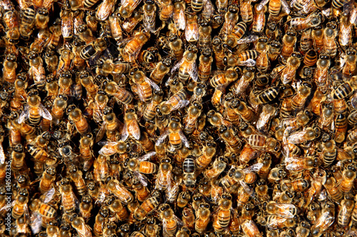 honey bee swarm background