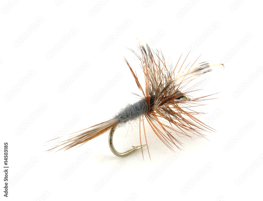 Obraz premium Dry trout fishing fly