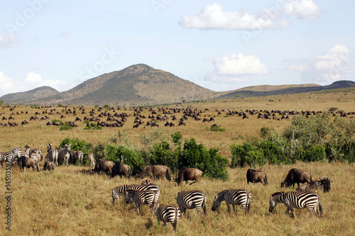 Zebra and Wildebeest on the grasslands of Kenya