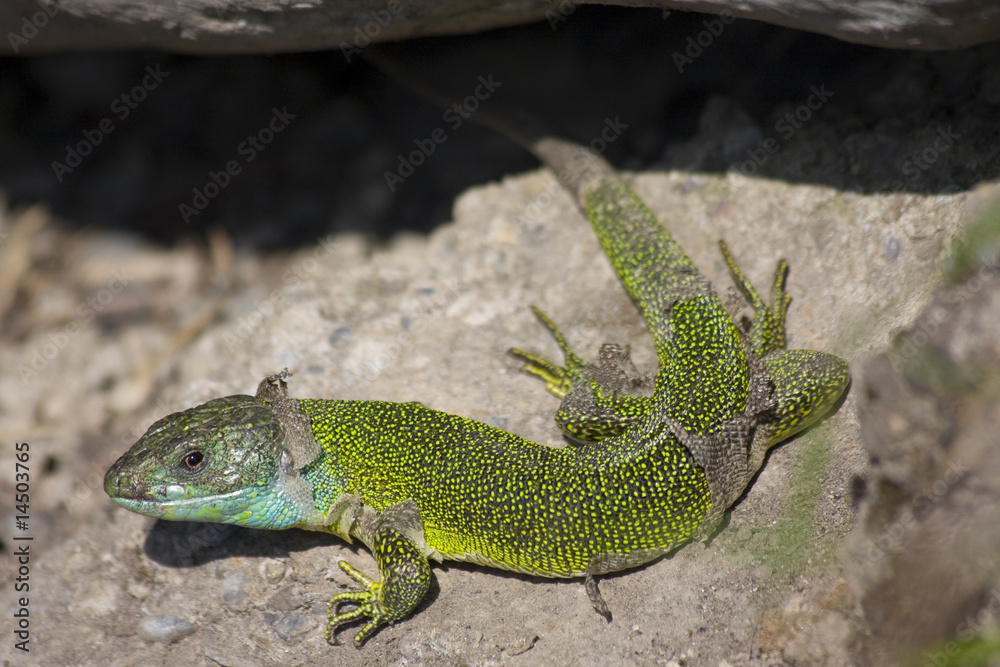 Fototapeta premium ramarro