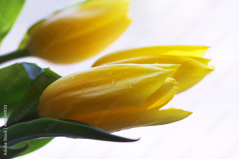 Obraz premium Yellow tulips