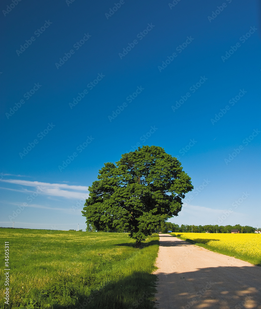 Obraz premium The tree on the roadside