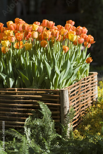 Vibrant tulips in raised garden bed