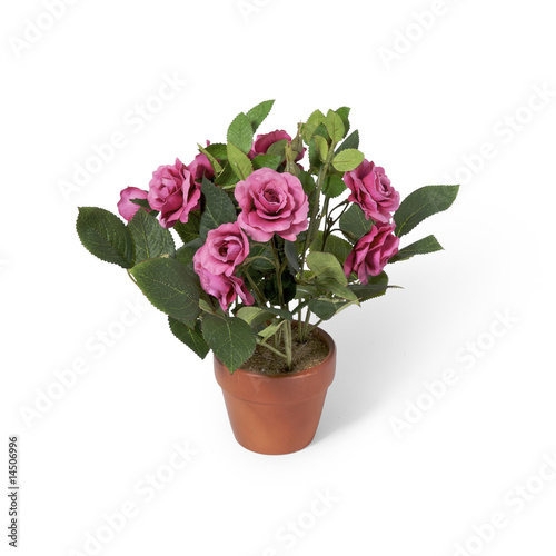 Fototapeta Naklejka Na Ścianę i Meble -  Rose im Blumentopf