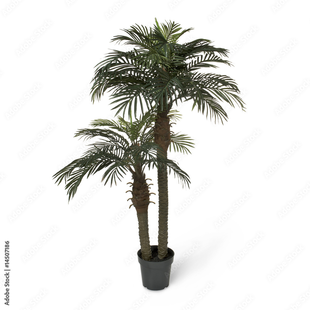 Obraz premium Palme