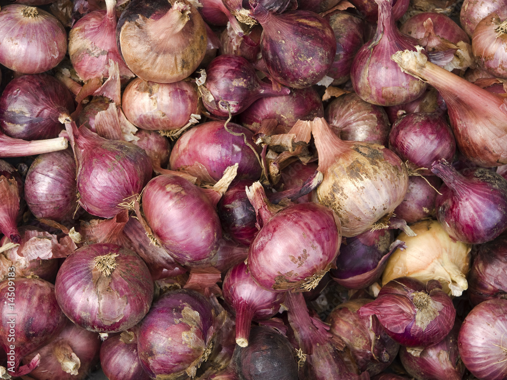 Objects - Red Onion Background