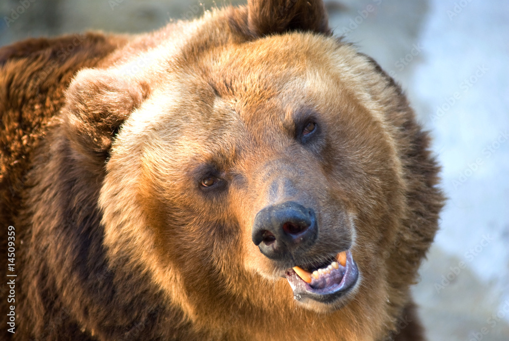 Obraz premium brown bear