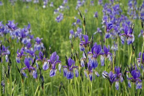 Iriswiese im Ennstal