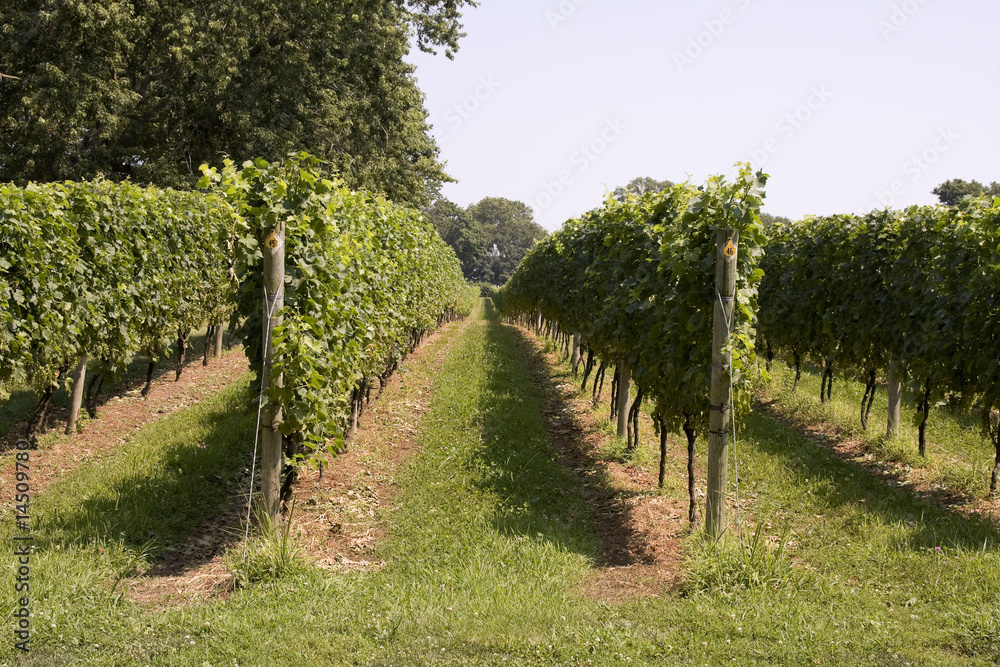 Rows of Grapes Growing