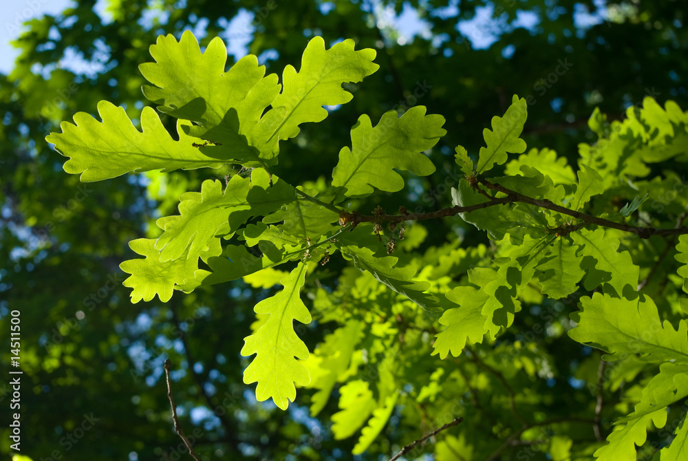 Oak leaves Oak leaves