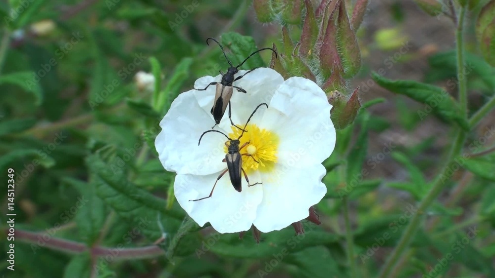 casal de insectos