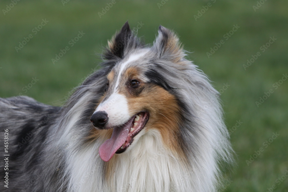 Langhaar Collie