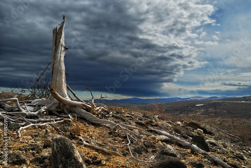 Thundercloud above a dead forest