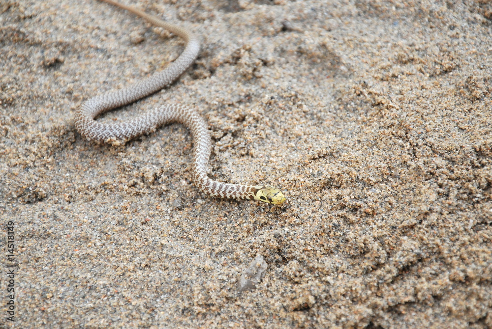 serpent d eau Stock Photo Adobe Stock — free download