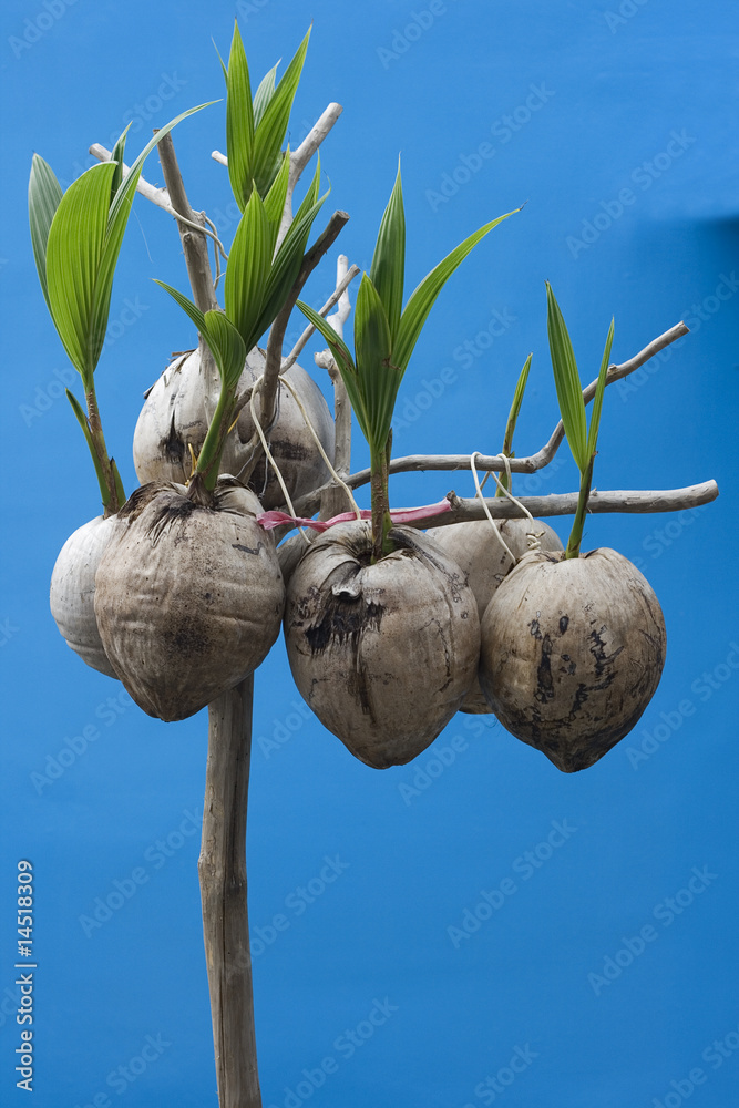 Obraz premium New Life, Coconut Seedlings