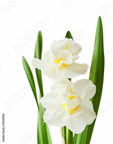 Fototapeta Naklejka Na Ścianę i Meble -  Daffodil