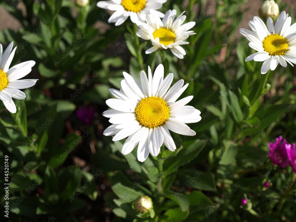 Fototapeta premium White daisy flower