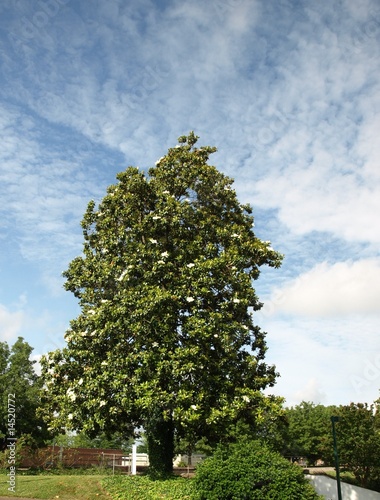 Tall magnolia