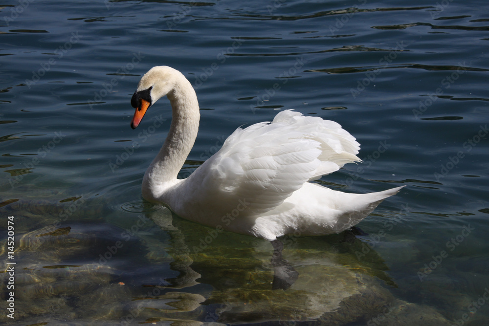 Fototapeta premium Biały łabędź niemy