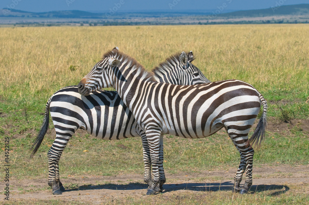Naklejka premium two zebras, masai mara, kenya