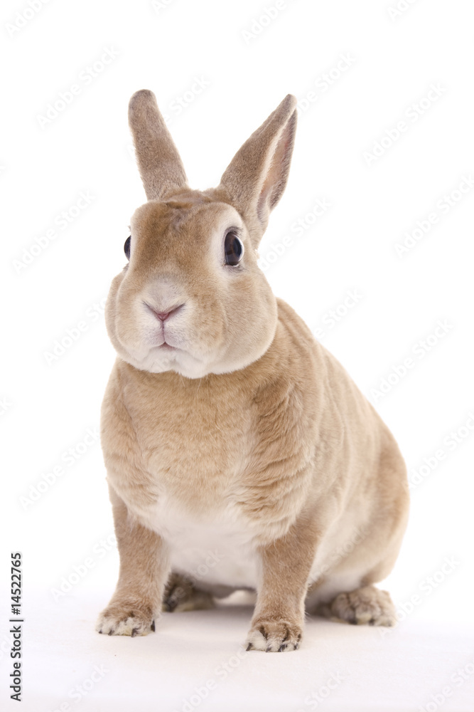 Fototapeta premium Red rabbit