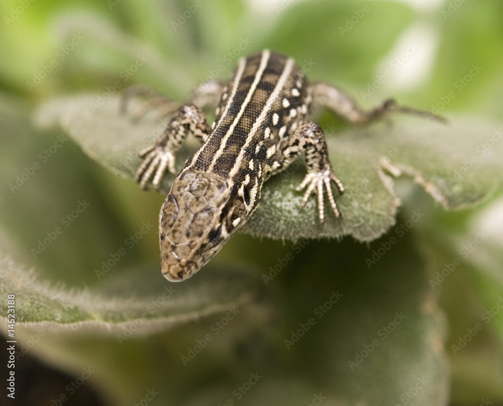 lizard lizard