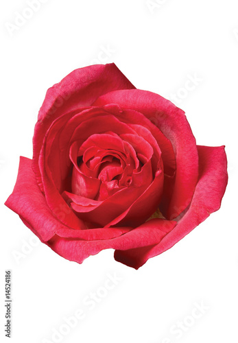 Fototapeta Naklejka Na Ścianę i Meble -  dark pink rose
