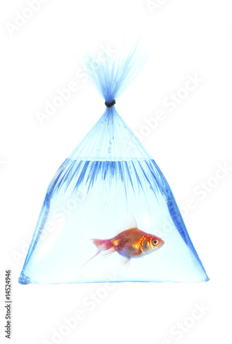 fish in a platic bag