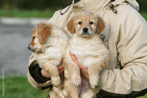 deux chiots hovawart dans les bras de leur maitre