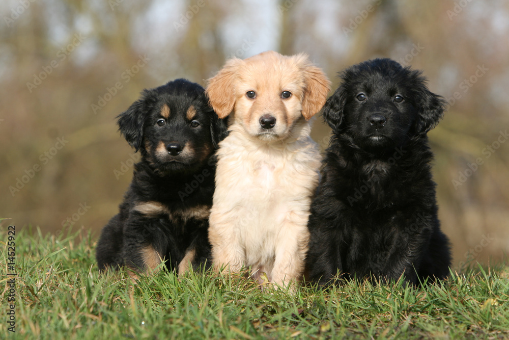 pose de trois chiots hovawart assis de face de trois couleurs pose de trois chiots hovawart assis de face de trois couleurs