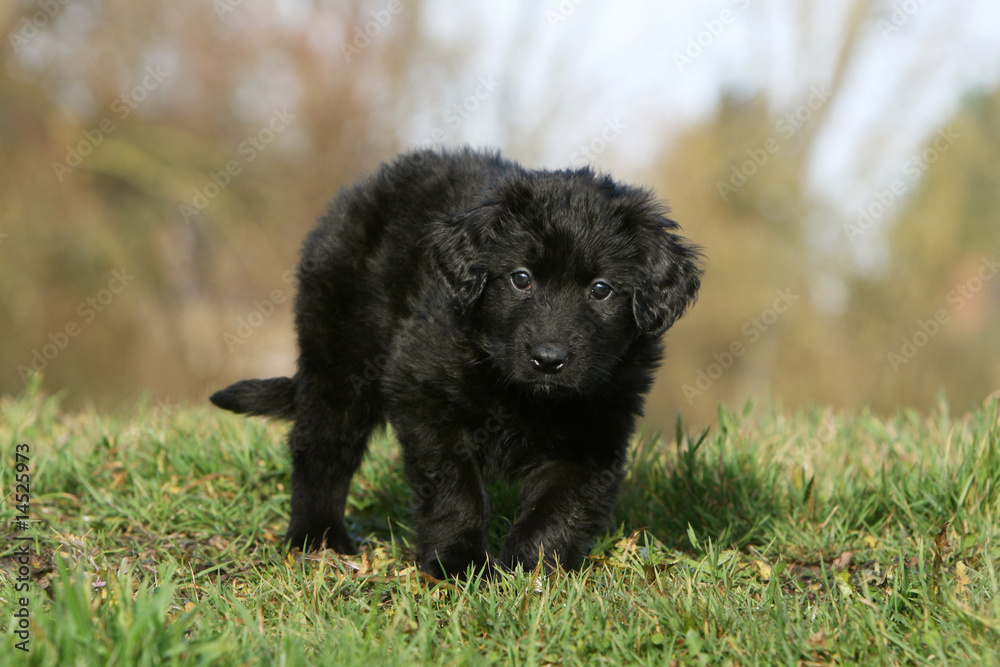 chiot hovawart aux yeux bleus qui se promene seul vu de face