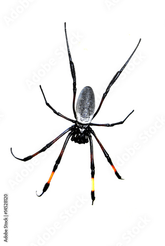 Spider over white background